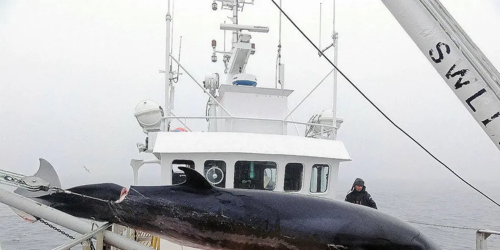 FORNUFTEN MÅ SEIRE: Av og til er det klokt å la fornuften seire, slik som i spørsmålet om Arnfinn Karlsen skal få delta i hvalfangsten.Foto: Jørgen Blindheim