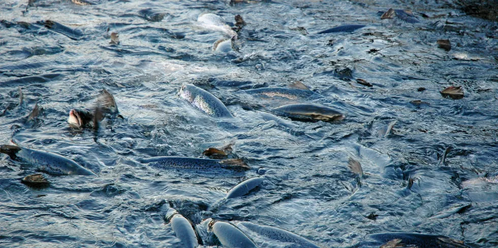 Alle de analyserte individene var fisk av Mowi-stamme.