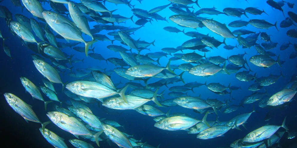 Are tuna stocks sustainable? It's up for debate.