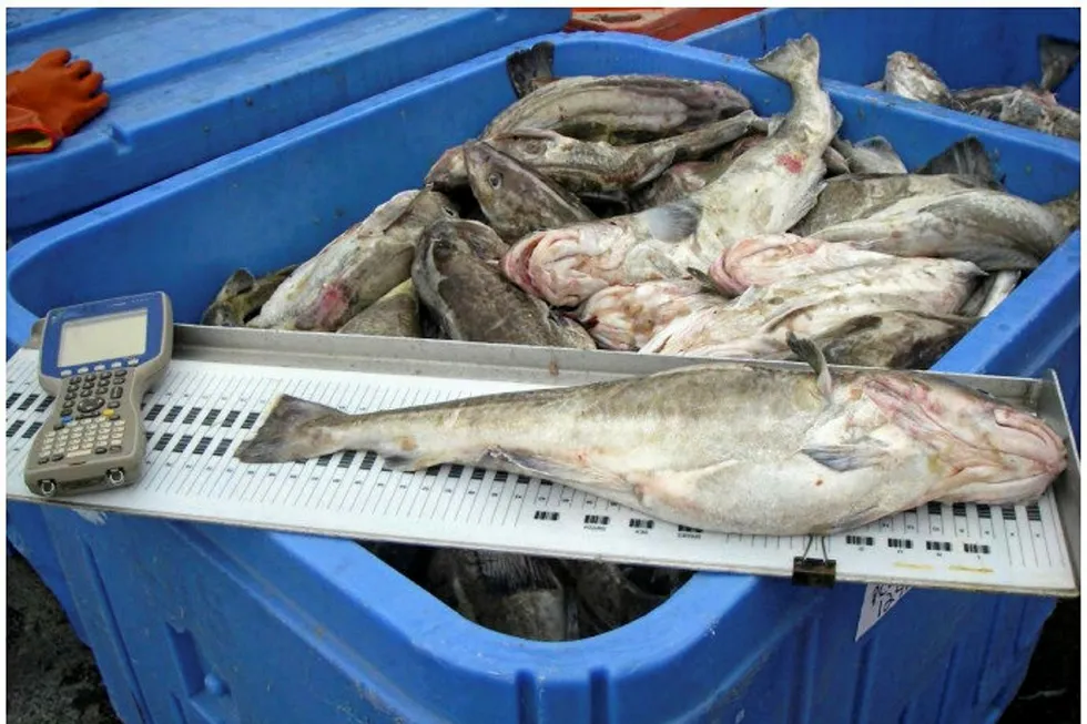 Pacific Cod mortalities may be due to a long-lasting warm pool of water in the gulf.