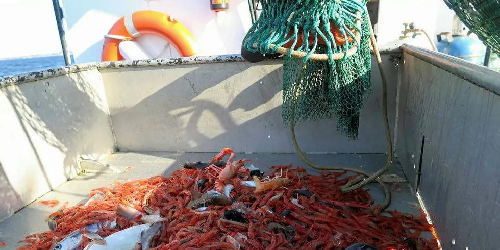 LITE REKER: Fiskere i fjordene klager på lite reker i områder med mye oppdrett.Foto: Kjersti Sandvik