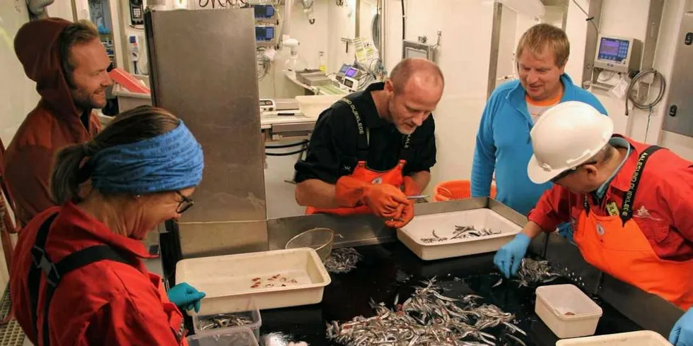 STUDERER LODDA: Havforskerne gransker lodda under økosystemtoktet i Barentshavet.