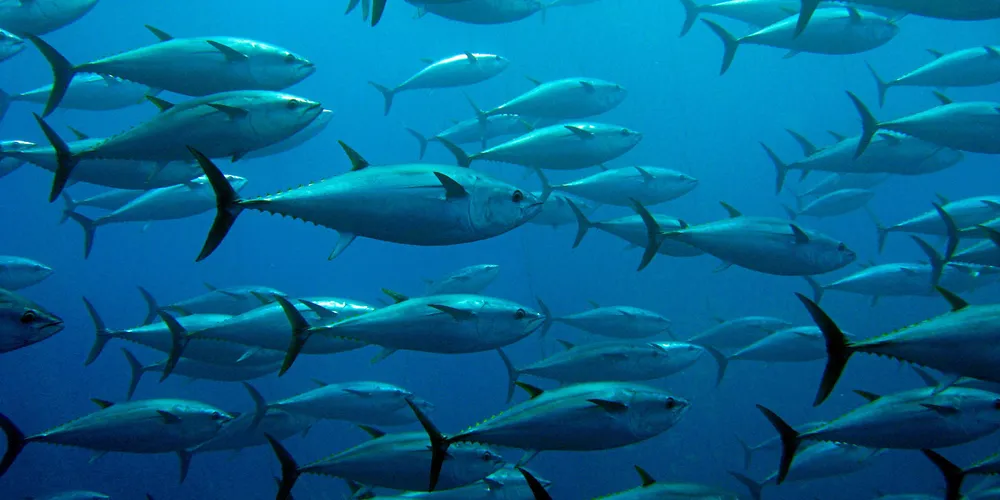 Baja Aqua Farms is keen to serve growing demand.