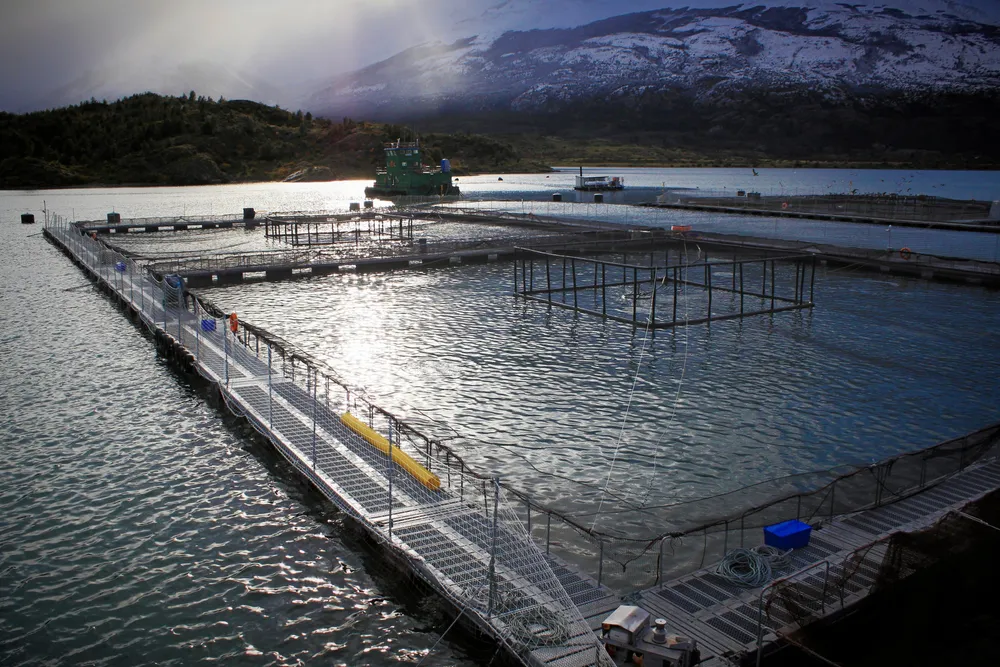 Salmon production is a key driver of economic activity in the Magallanes region.