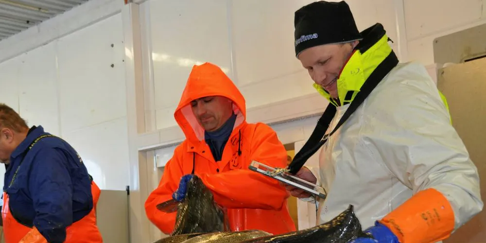 VIKTIG ÅPENHET: En helt essensiell del av forskningen er at den blir gått etter i sømmene, skriver Audun Iversen. Her er det hans kollega, seniorforsker Sjurdur Joensen i Nofima, som sjekker kvaliteten på skreien på Myre i vinter.