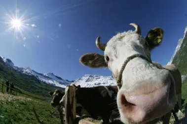 On the Mooove: Armour has won approval to deepen the Cow Lagoon 1 well.