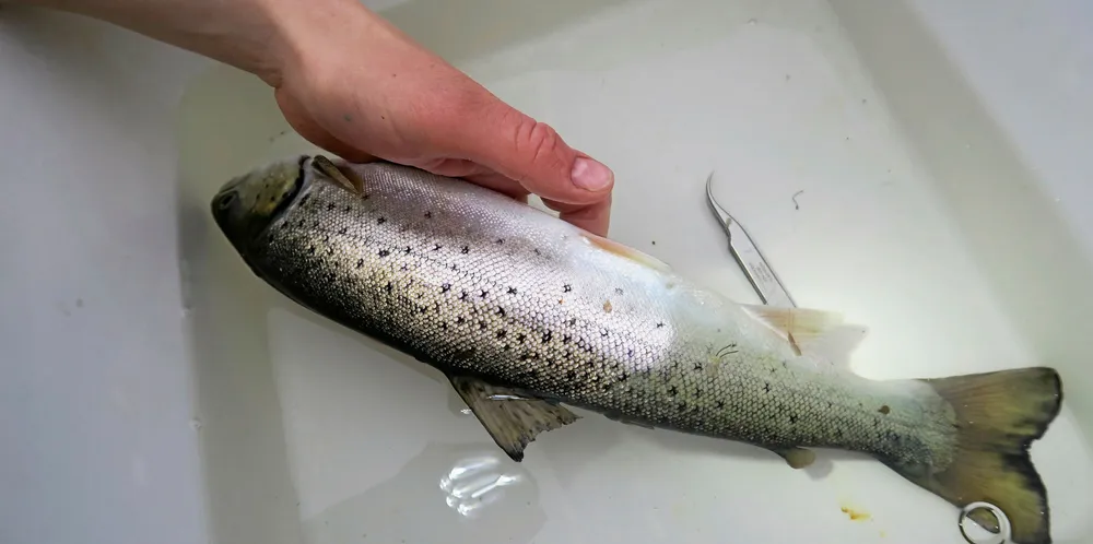 Figures show less sea lice on wild fish.