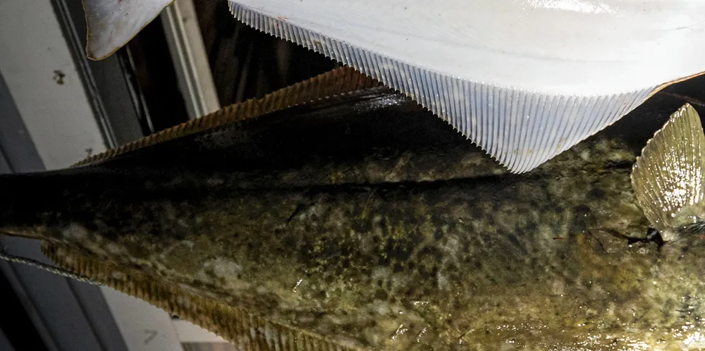 Kveite av riktig størrelse, gjerne rundt 20 kilo, gir i dag god pris til fiskerne.