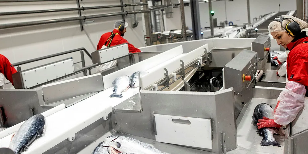 HIRTSHALS: Hav Line har investert over 800 millioner kroner i slakteskipet og mottaksanlegg på kaikanten i Hirtshals nord i Danmark.