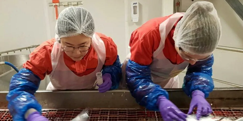INNOVASJON: Lusa driver innovasjon i næringen, både direkte ved at den skal hanskes med, og ved å gjøre andre produksjonssystemer enn dagens merder på nåværende lokaliteter langt mer attraktive. Bildet viser Innsamling av lakselus på slaktehuset til Arnøy Laks i Nord-Troms.