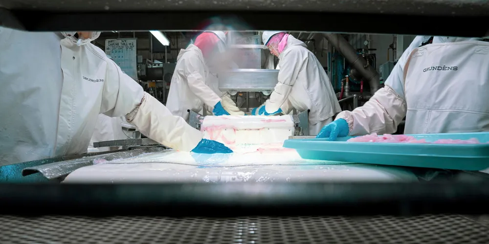 Alaska pollock brukes i den europeiske fiskeindustrien, men utestengelsen av russisk fisk skaper problemer i markedene.