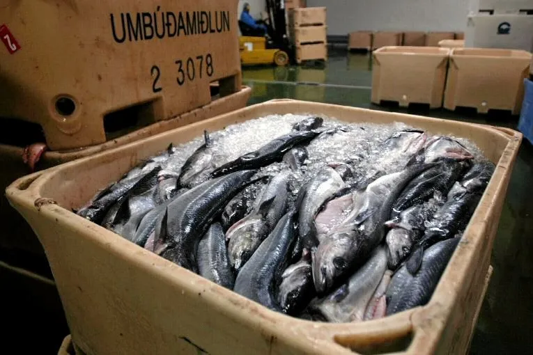 Saithe can “take a lot of heat” and is hard to overcook, making it an easy choice for consumers, says Bjorn-Erik Stabell, head of strategy and sustainability at the Norwegian Seafood Council.