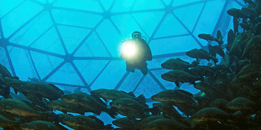 Totoaba in an Earth Ocean Farms aquapod.