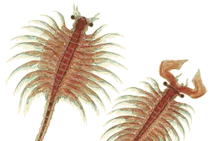 Well completers: brine shrimp