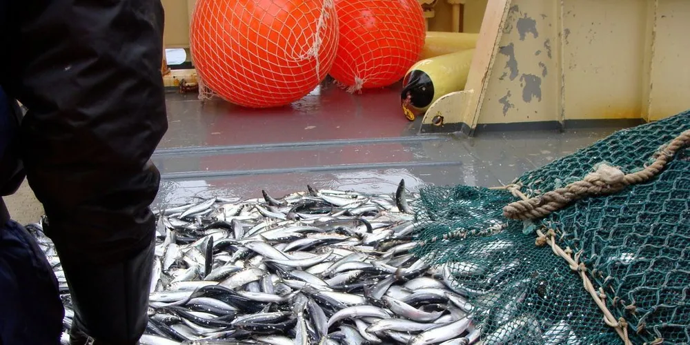 Prøvetaking av sild. Foto: Havforskningsinstituttet.