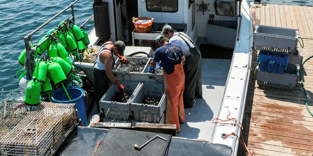 Aquaculture operations are infringing on the state's lobster industry, according to some opponents of large-scale leases. Front page photo: Cooke USA