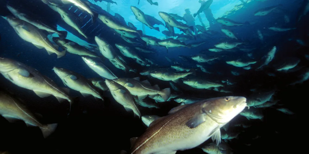 – Fisken har vokst godt, og vi kunne ta ut torsk på 2,5 kilo etter kun 11 måneders produksjon, opplyser daglig leder i Norcod, Rune Eriksen, i en pressemelding.