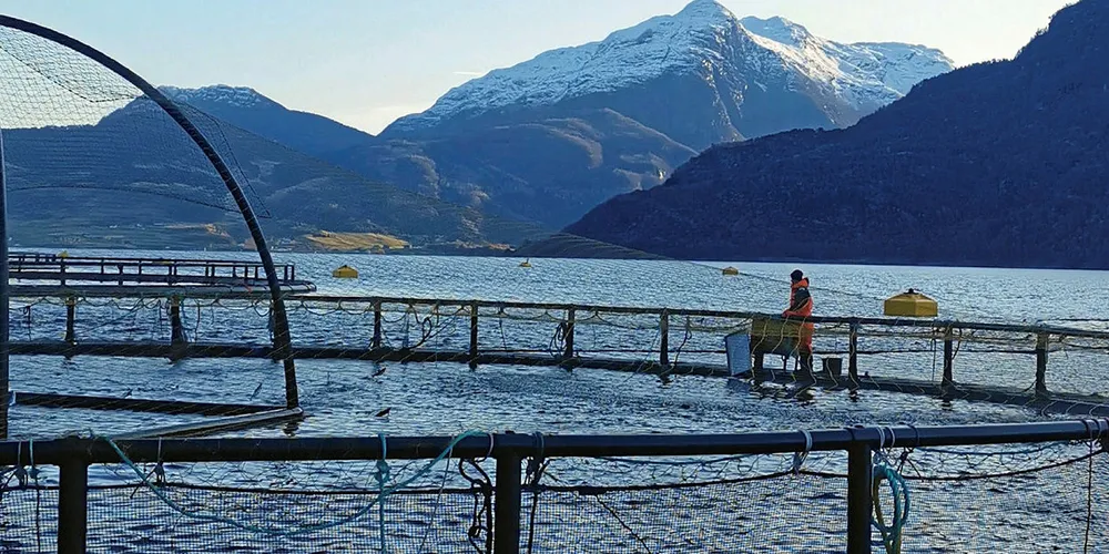 PIGGHÅ-ANGREP: Det er anslått at om lag 1500 fisk har rømt frå Nordfjord Forsøksstasjon.