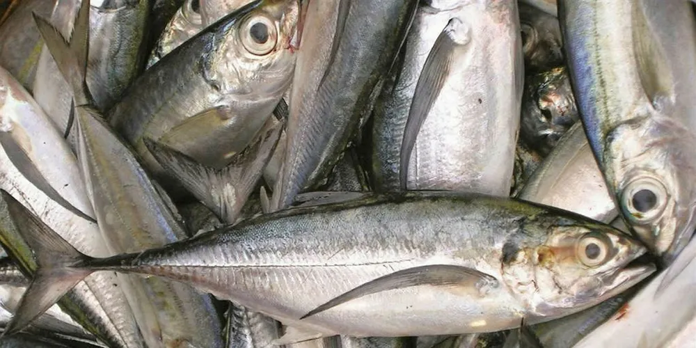 Horse mackerel.