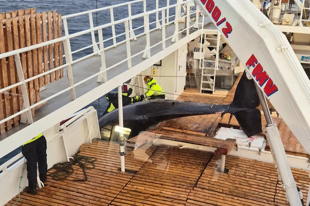 Vågehvalen er åtte og en halv meter lang og veier 1700 kilo, ifølge skipper Bjørn Andersen.