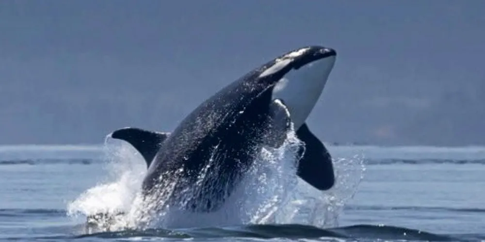A major US federal court recently shot down a lawsuit from Wild Fish Conservancy trying to stop king salmon fishing in some parts of Alaska, stating it impacts a food source for the Southern Resident killer whale.