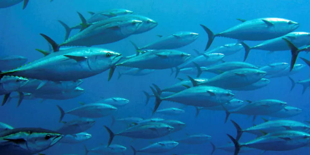 School of tuna swimming in a tuna trap Indian Ocean tuna. Tuna.
