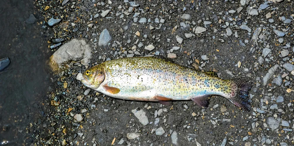 Trout, Pakistan.
