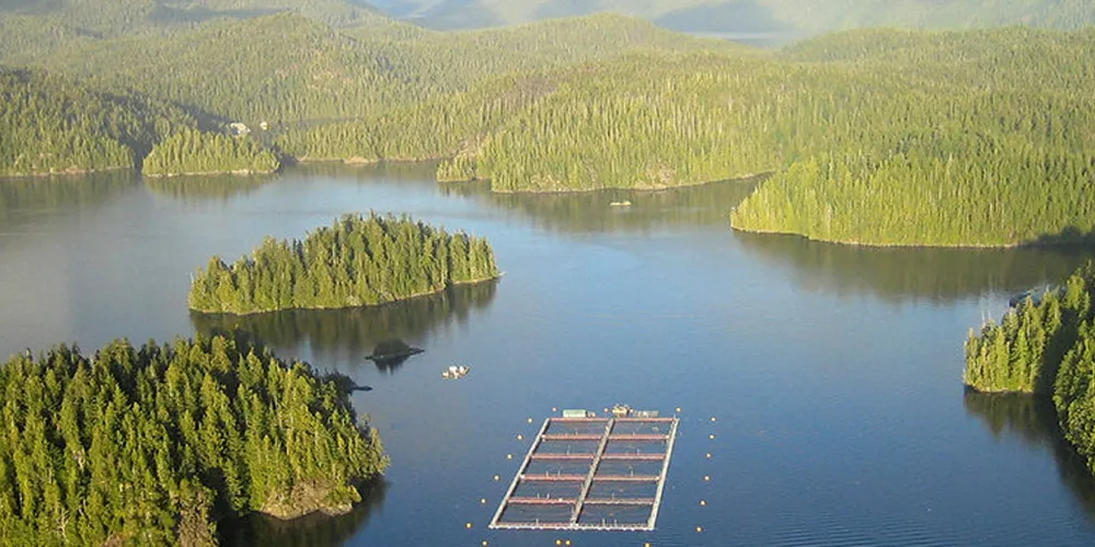 A BC salmon farm.