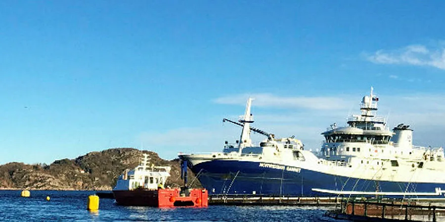 «Norwegian Gannet» laster fisk i Farsund.