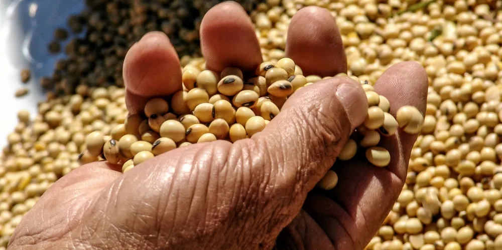 Soy beans, Brazil.