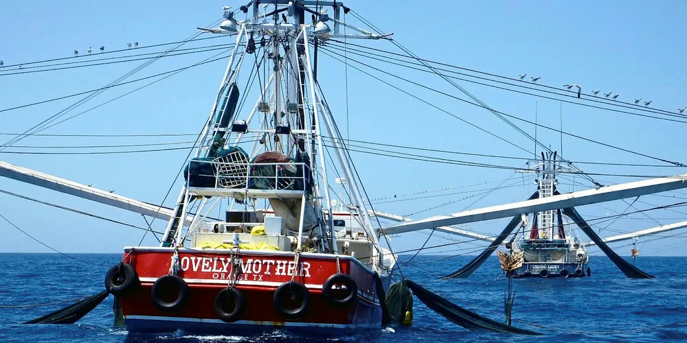 Gulf of Mexico shrimp boats caught more shrimp this July than they did in 2016.