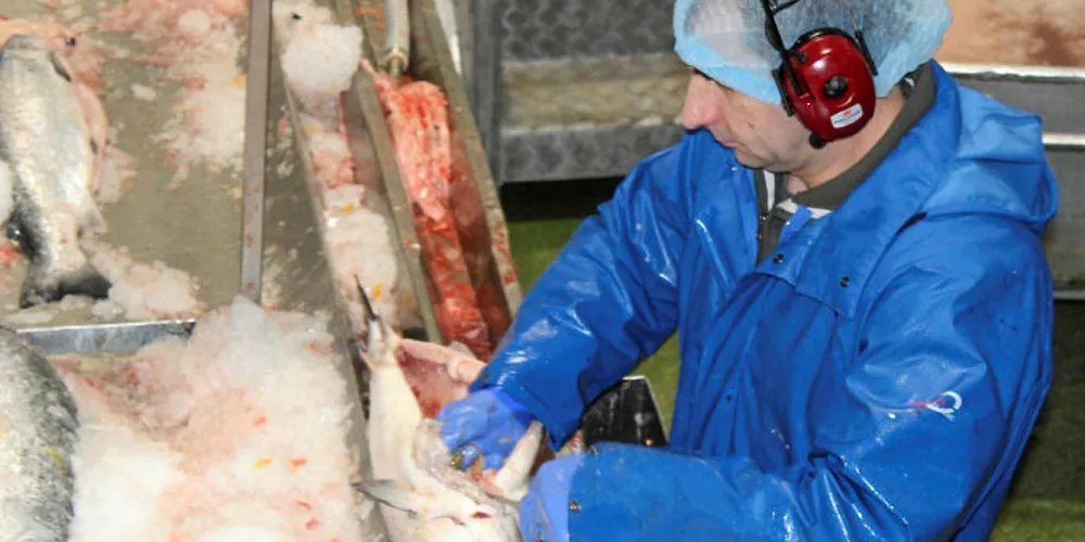 Mowi mulls options for increasing UK processing capacity