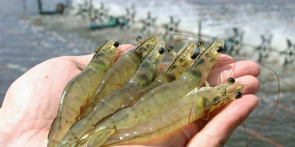 Camanor is Brazil's leading shrimp producer.