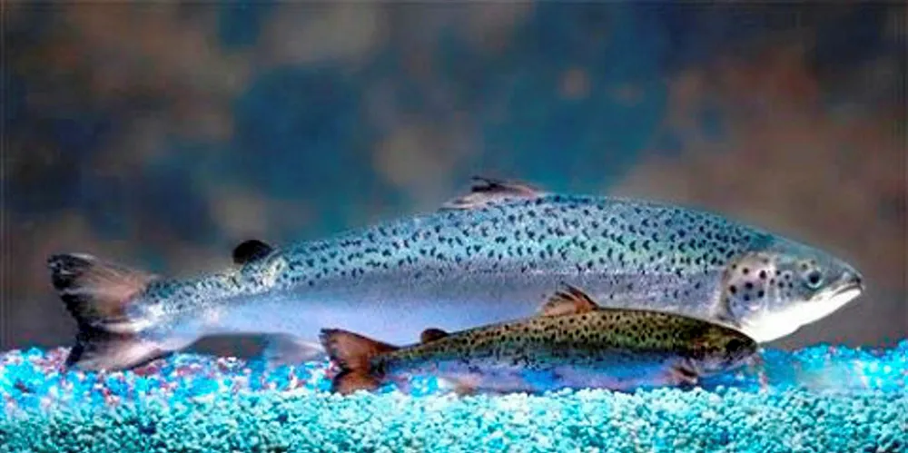 Week’s Must-Read Seafood Headlines: GM salmon is upon us; Amazon goes fish farming; AquaChile CEO changes