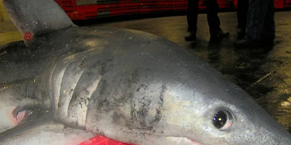 FREDET: Håbrannen er totalfredet i Norge og EU. Nå mener Fiskarlaget at haibestanden er i økning og vil at myndighetene skal åpne for en bifangst av arten i forbindelse med annet fiskeri.Arkivfoto: Knut Einarsen