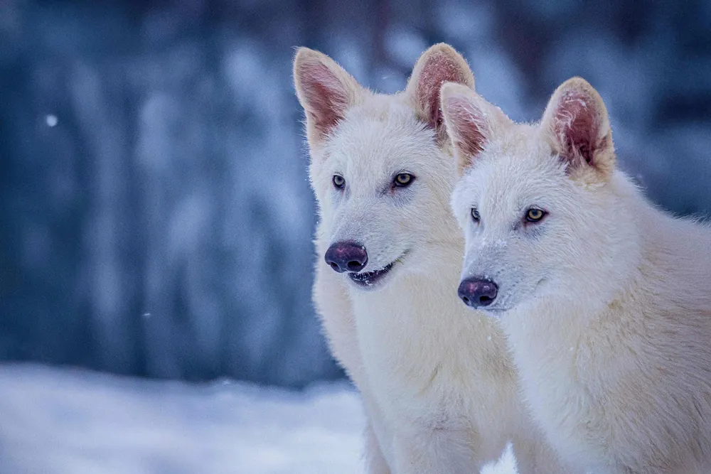 Ulvevalpene Romulus og Remus, her fem måneder gamle.