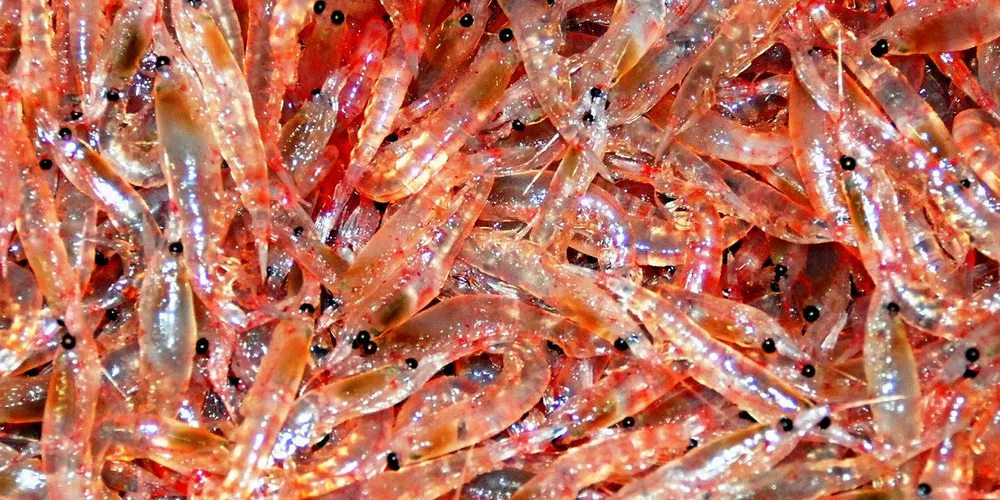 KRILL: Rimfrost har vunnet en ny seier i patentstriden med Aker BioMarine i USAs patentbyrå, men Aker hevder det bare er et resultat i prosessen selskapet kjører for å forsvare sine patenter.