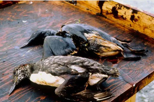 Court upholds Exxon Valdez damages