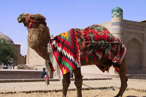 Looking good: a camel in Uzbekistan