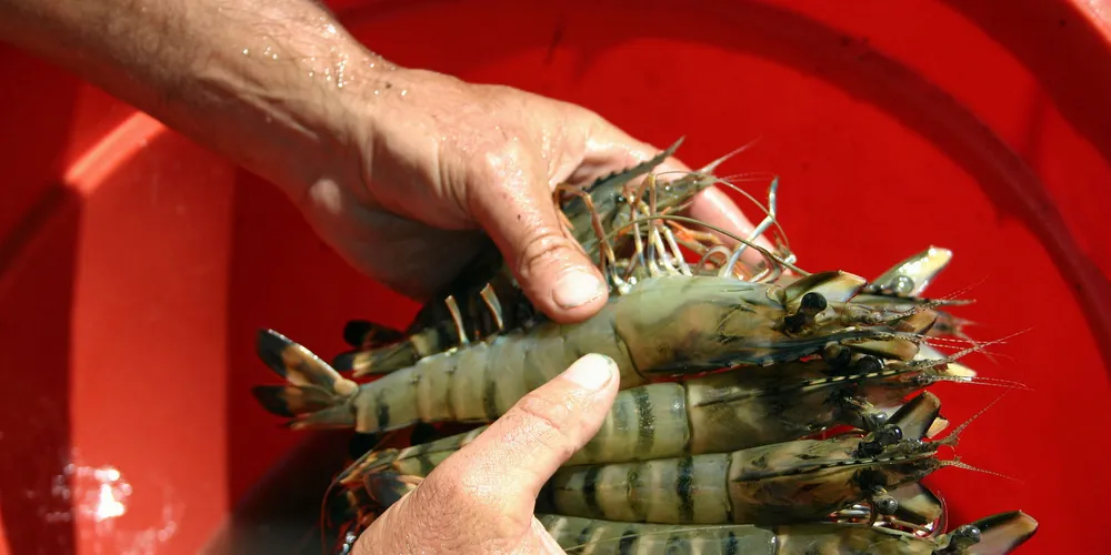 Aussie shrimp farm Project Sea Dragon secures land lease