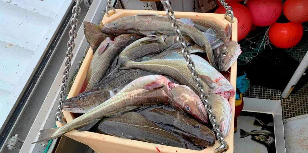 Skrei fra Breivikfjorden losses. April 2021.