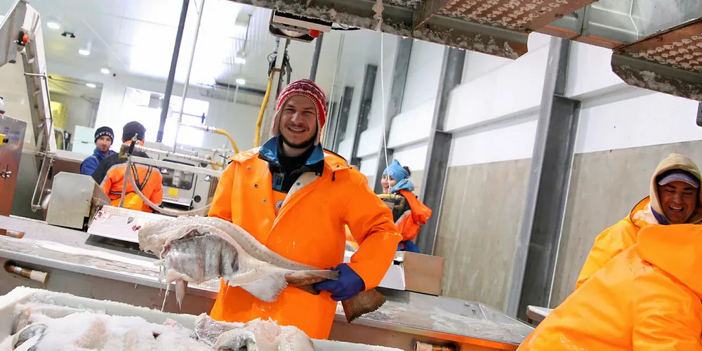 SATSER PÅ FISK: De nærmeste årene investeres det for nær 5 milliarder kroner i Vesterålen innenfor hele sjømatfeltet. Her fra Myre Saltfish Group i Vesterålen.
