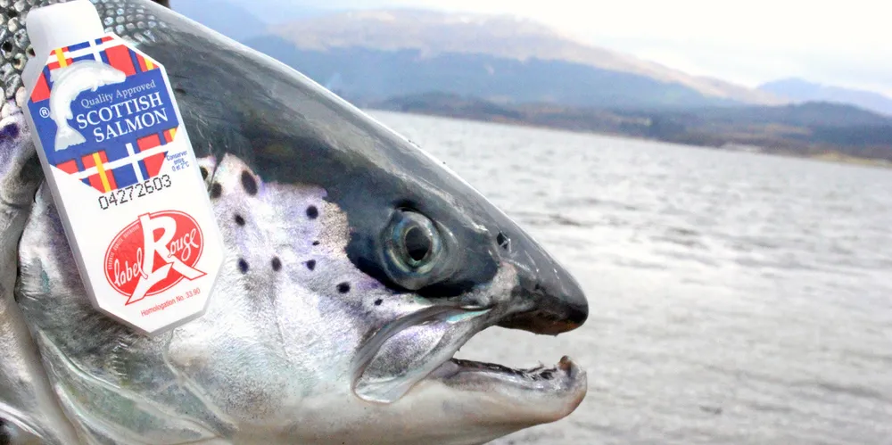 Premium Label Rouge salmon, which carries the coveted French quality assurance seal, currently accounts for around 12 percent of exports