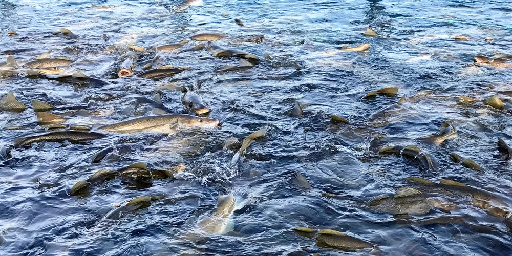 Hva som medførte at fisken døde, er ikke klart ennå.