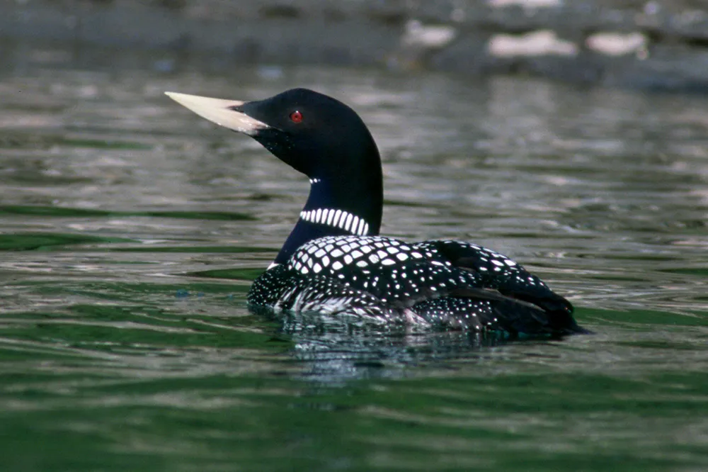 Merger: Petro Vista dives in with Loon.
