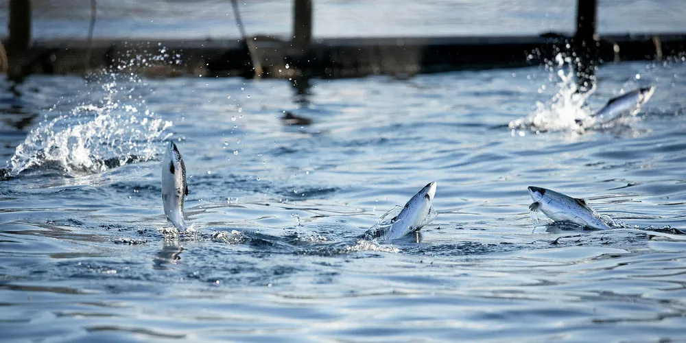 What are the answers to expanding US aquaculture?