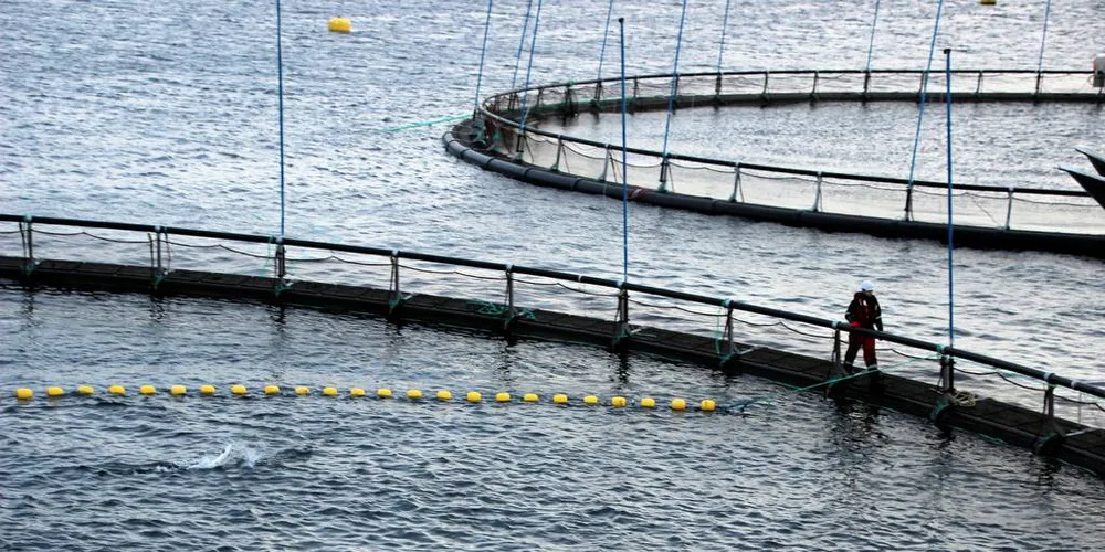 NEI TIL OPPDRETT: Christoffer Ellingsen, representant for Rødt Sortland, mener at konsekvensene av et oppdrettsanlegg i Helligvær er blant annet større vansker for tradisjonelle fiskeri, samtidig som kvaliteten på fisken blir dårligere.Illustrasjonsfoto: Anders Furuset