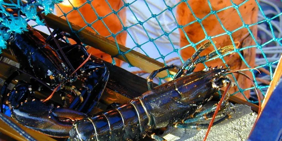 Ulovlig satte hummerteiner blir beslaglagt. Illustrasjonsfoto: Gunn Hedberg