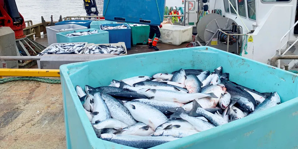 Laks i tusenvis, eller rettere sagt millioner, dår hver måned i norske oppdrettsanlegg. Totalt døde det over 100 millioner fisk i fjor. Det må bety nye vekstregler i Trafikklys-systemet, mener Fiskeribladet.