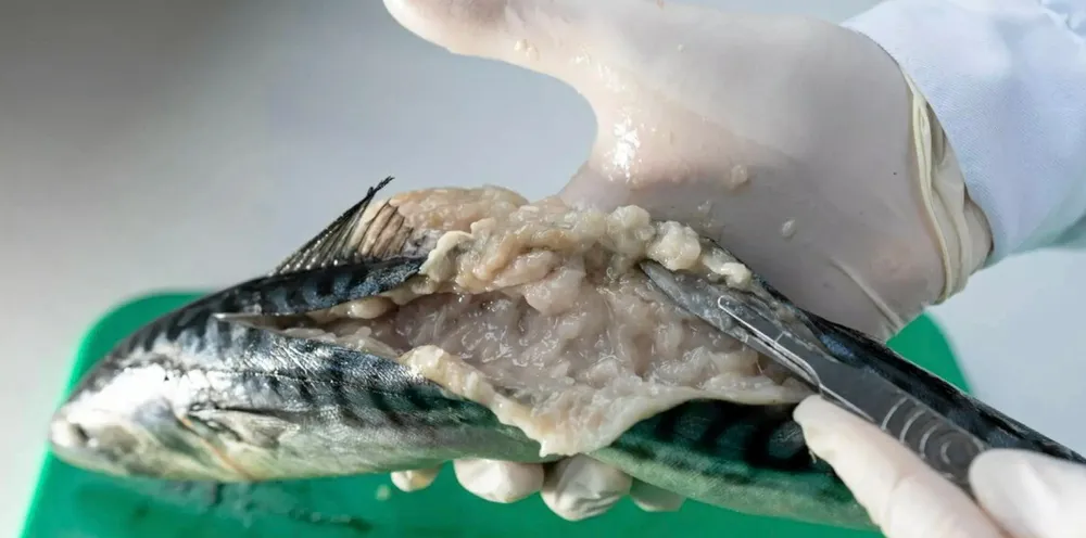 The kudoa parasite gives fish flesh a soft, jelly-like consistency after it is dead.